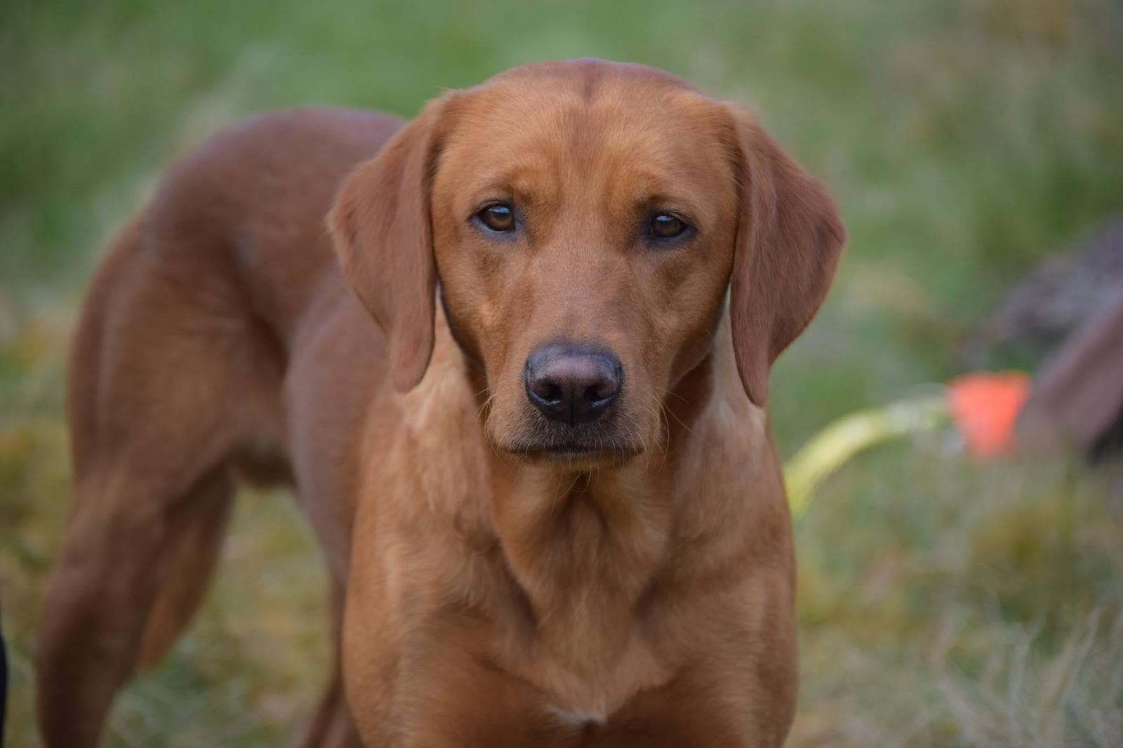 A fox red Labrador in a meadow
