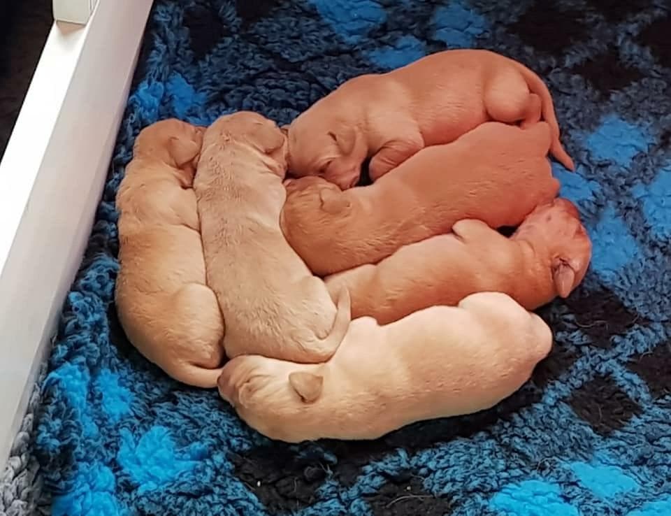 A litter of Labrador puppies