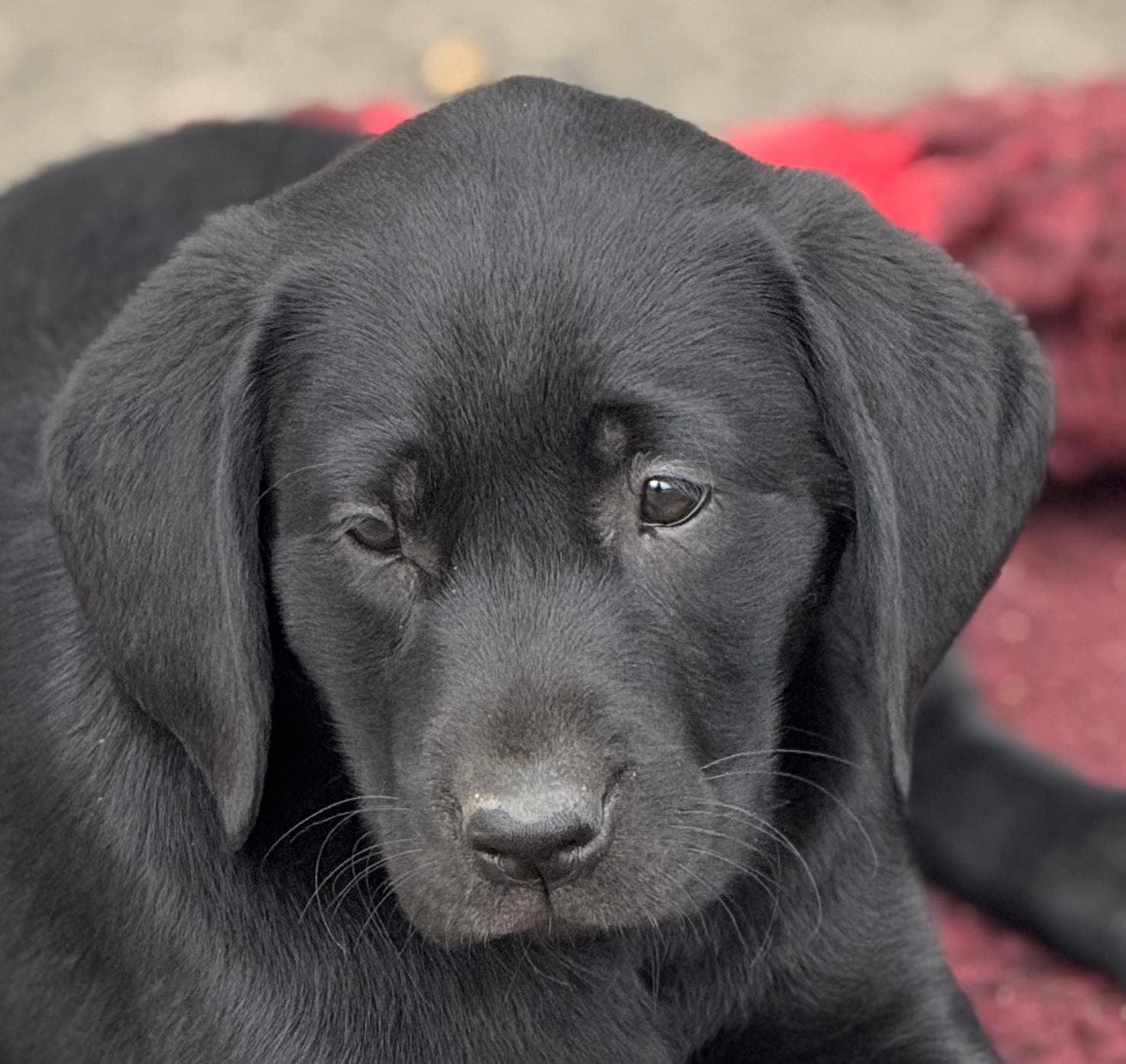 Black Labrador puppy