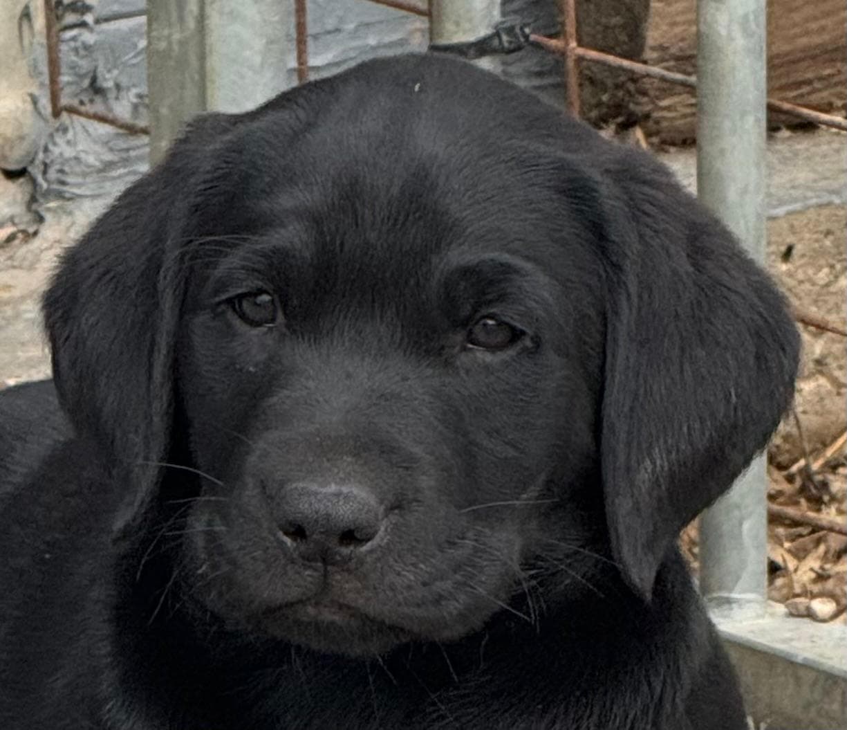Black puppy portrait