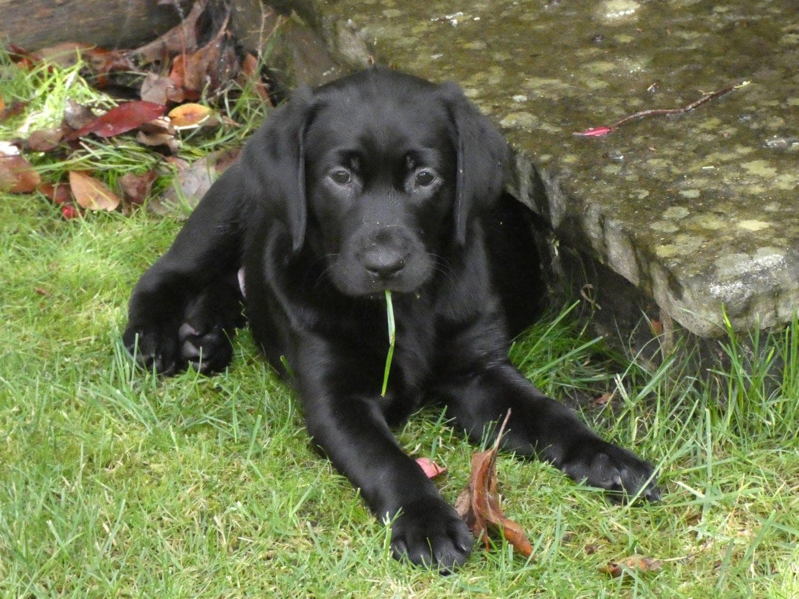 Black puppy in the garden