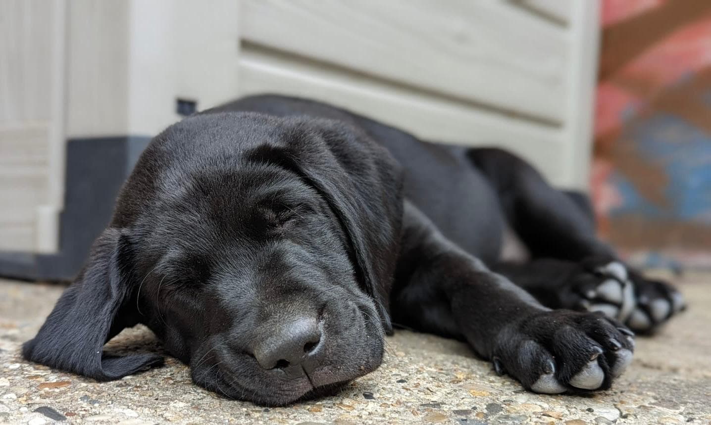 Sleepy black puppy