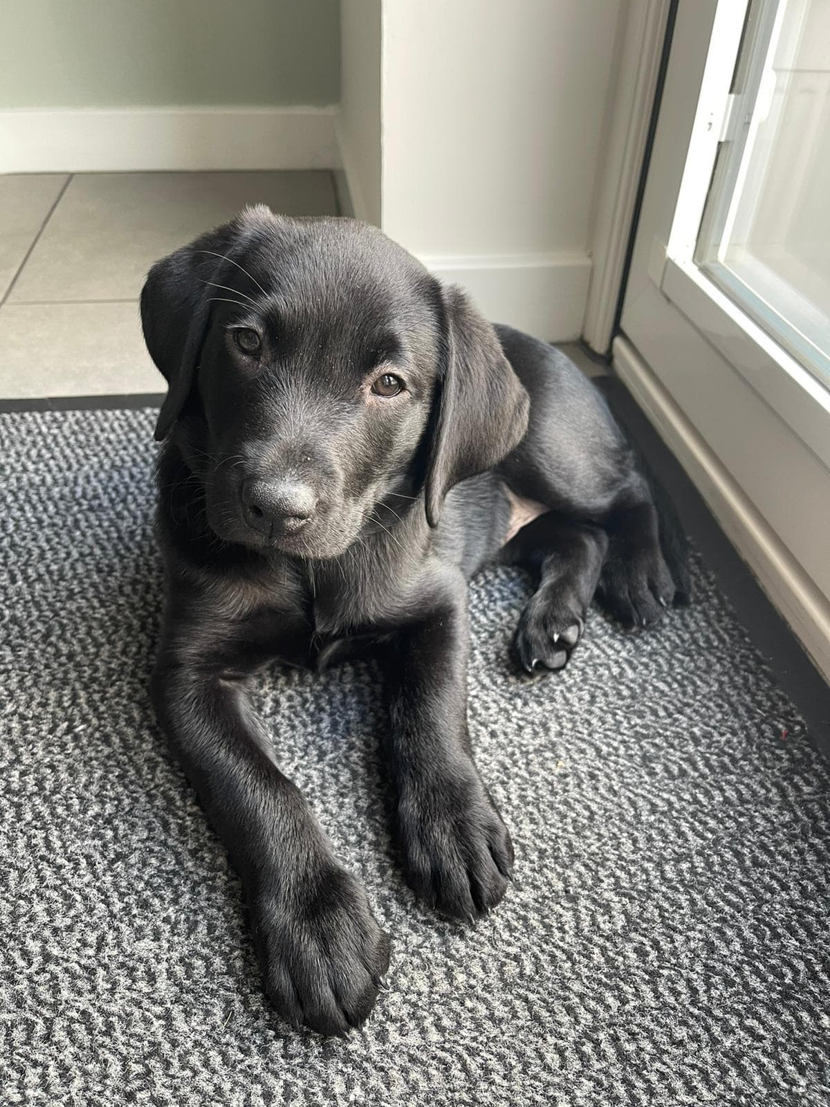 Black puppy by the door