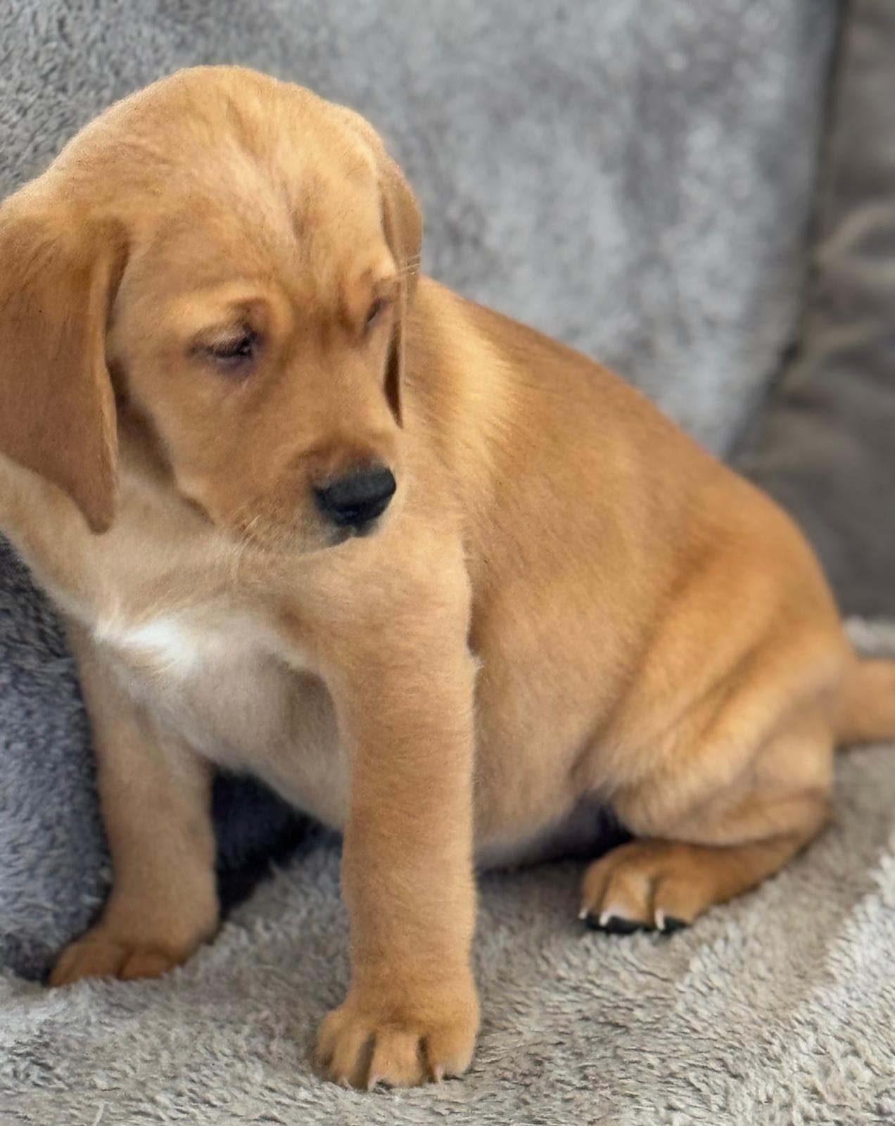 Fox red puppy sitting