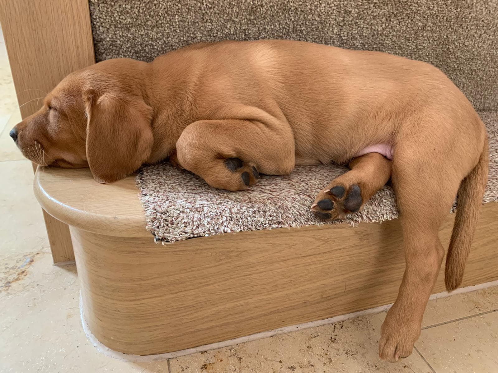 Fox red puppy asleep