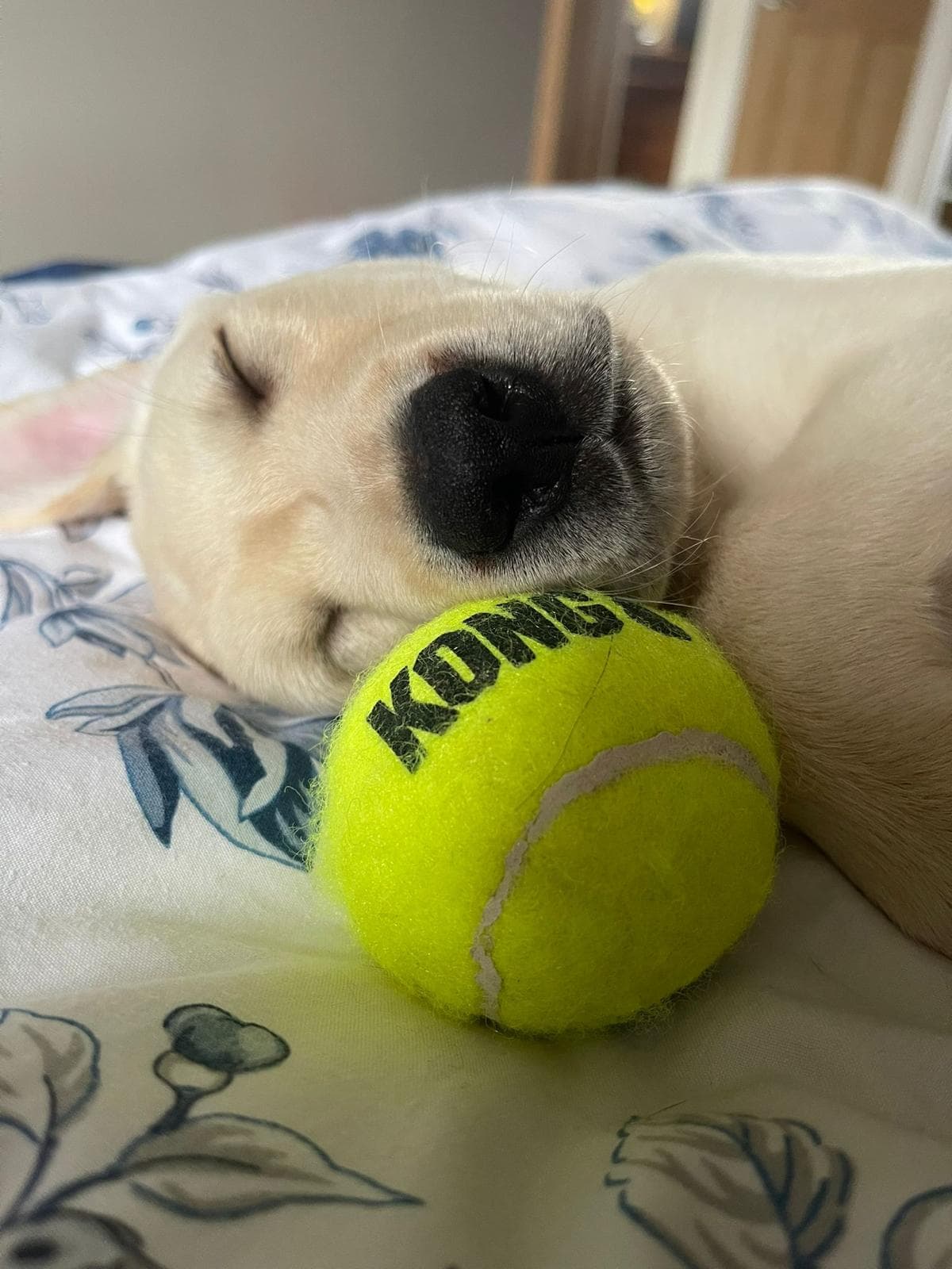 Yellow puppy with a ball