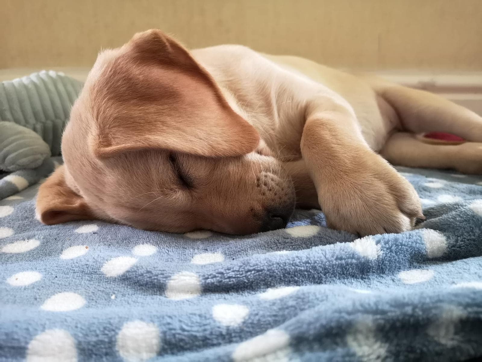 Yellow puppy napping