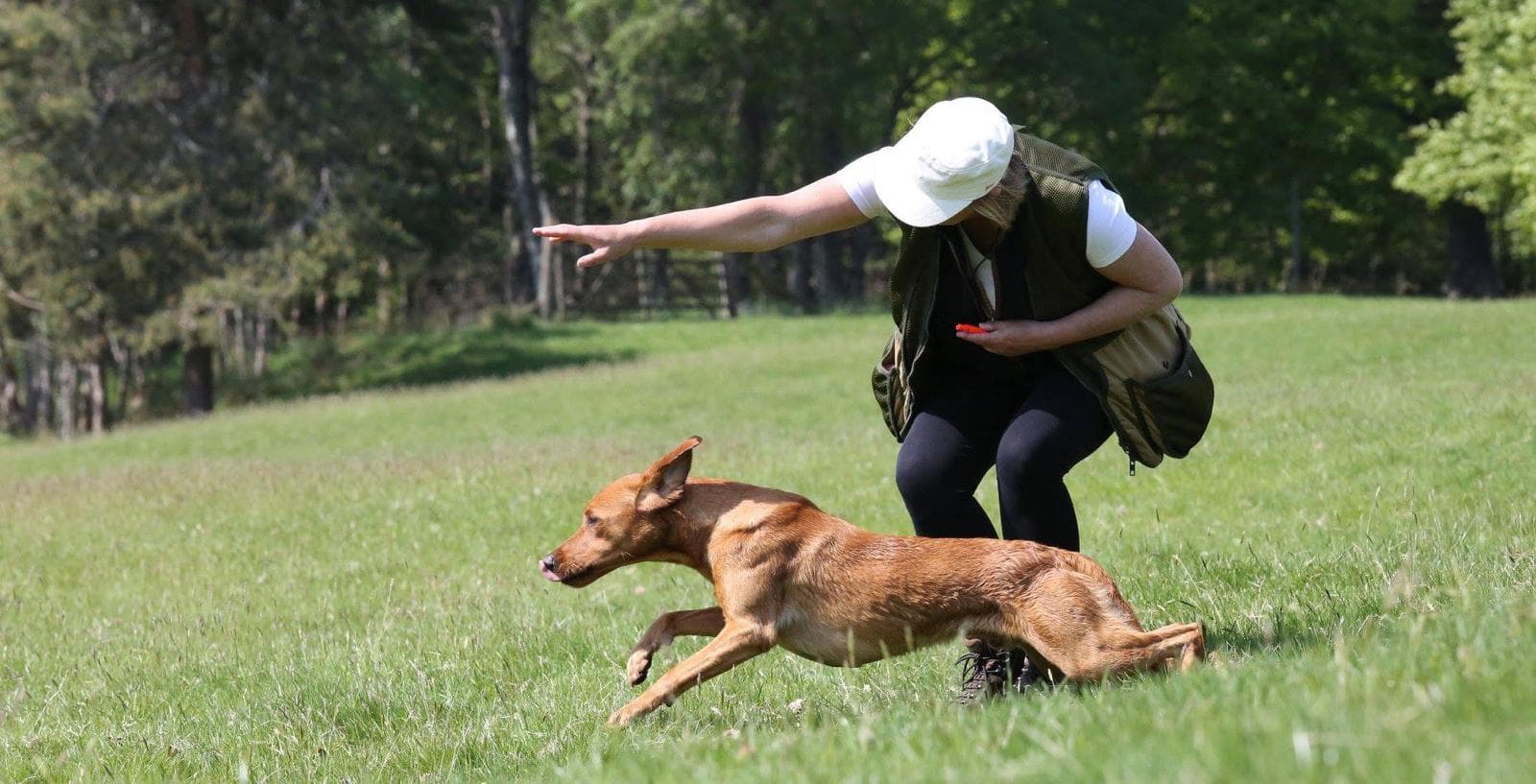 A Chaysehollow working Labrador in the field